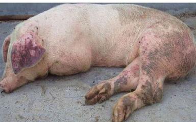 養(yǎng)豬人須知 非洲豬瘟常見癥狀與精準(zhǔn)“拔牙”核心操作